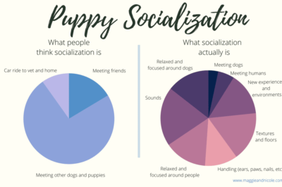 When to Socialize Puppies: Best Age, 12 Weeks & 4 Months Guide