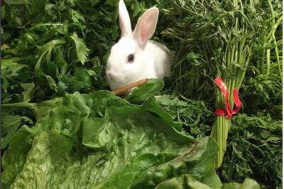 Nutritious Pet-Friendly Vegetables for Rabbits & Birds: Growing & Harvesting Guide