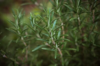 Rosemary Is Not Toxic To Dogs Or Cats