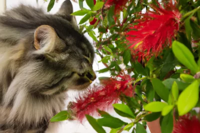 Are Bottlebrush Trees Poisonous to Dogs & Cats: Allergies & Eating Concerns