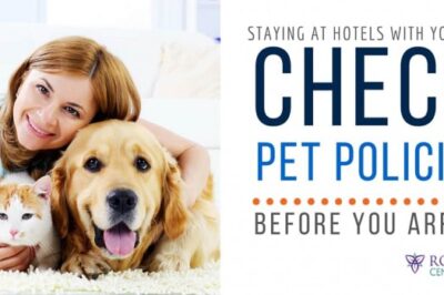 Top Pet Travel Socialization Tips: Smooth Hotel Stay Guide for Cats & Dogs