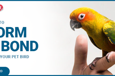 How to Bond With Rescue Birds & Socialize Pet Companion Birds