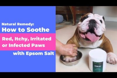 Lavender & Pet Safety: Scented Epsom Salt, Candles & Calming Effect