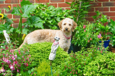 Are Fuchsia Plants Toxic or Poisonous to Dogs & Cats or Dog Safe