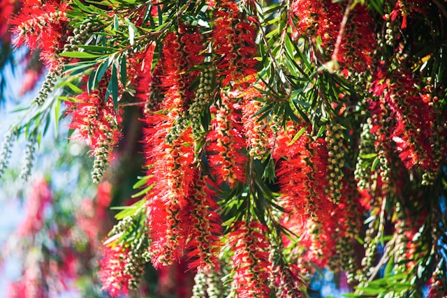 what are the pros and cons of bottle brush tree in a pet safe garden