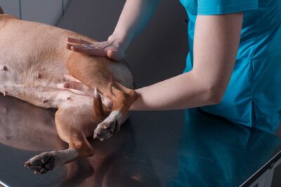 Physical & Emotional Benefits of Pet Massage: Health & Wellness Tips