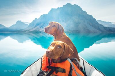 Best Dog Breeds for Kayaking: Top Canine Water Companions & Tips