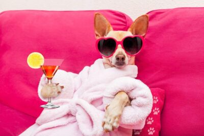 Dog Spa Day at Home Ideas & Tips