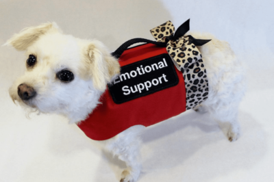 New Federal Emotional Support Animal Rules & Guidelines