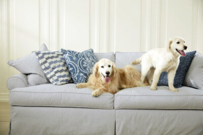 Pet-Friendly Furniture Guide: Choose the Best & Understand What It Means