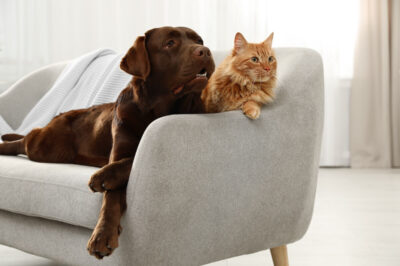 Best Pet-Friendly Sofas & Couches: Top Types for Pets