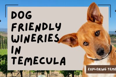 Dog-Friendly Wineries Temecula: Best Options & Guide