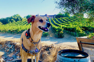 Dog-Friendly Wineries Temecula: Best Options & Guide