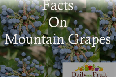 Dogs, Cats & Mountain Grape, Vitis Monticola: Hardy, Edible, Quick Growing & Minimal Care Perennial