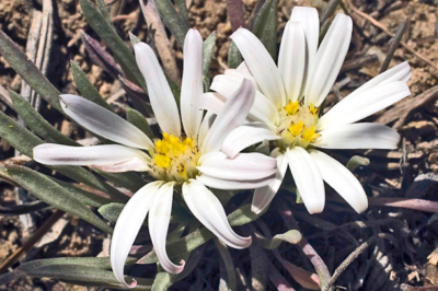 Dog & Cat Safe Easter Townsend Daisy: ASPCA Non-Toxic Plant Longevity Guide