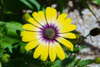 Cape Marigold Dimorphotheca: When to Plant & Eat ASPCA Non Toxic Perennial