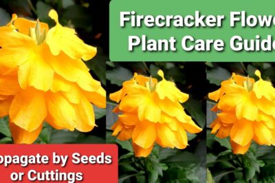 Pet Safe Crossandra “Firecracker Flower”: ASPCA Non-Toxic Perennial Sun & Shade Care