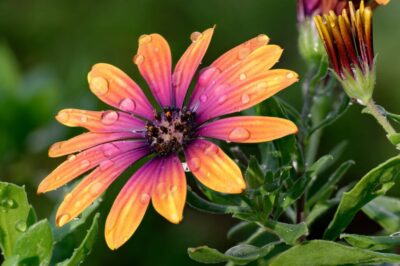 African Daisy Not Poisonous to Dogs: Sun, Shade & Deadhead Care Tips for Pet Safe Gardens