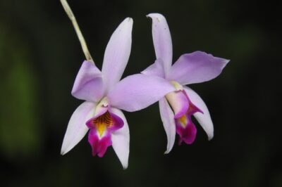 Dogs & Cats Safe Lily of the Valley Orchid (Dendrobium monophyllum): Care for Non-Toxic Perennial from ASPCA List