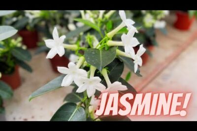 Pet Safe Madagascar Jasmine (Stephanotis): ASPCA Non-Toxic Plant Care Guide