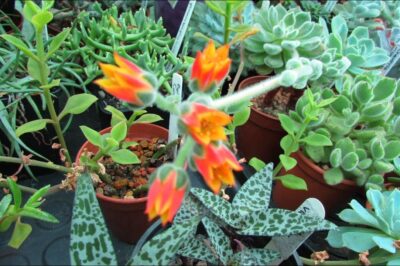 Pet Safe Mexican Firecracker (Echeveria Setosa): Care & Characteristics of ASPCA Non-Toxic Plant