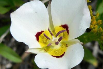 Sego Lily (Calochortus nuttalli) in Pet Safe Garden: Significance, Taste, Locations &  Mariposa Comparison