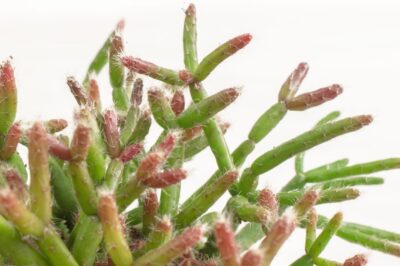 ASPCA Non Toxic Plants List: Pet Safe Mistletoe Cactus Care, Full Sun & Rarity