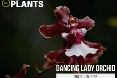 Pet Safe Golden Shower “Dancing-lady” Orchid: ASPCA Non Toxic Plant Care & Symbolism