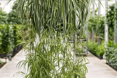 ASPCA Pet Safe Anthericum Comosum “Spider Plant”: Placement, Cutting Babies, Pros & Cons