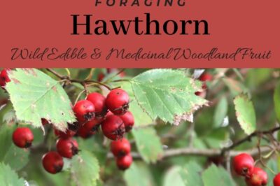 Dogs & Cats Safe Edible Hawthorn: Non Toxic ASPCA Plant Care & Myths