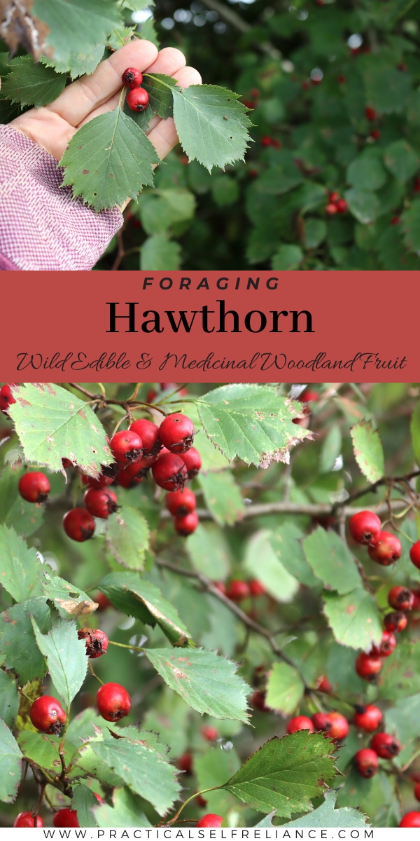 Thorn Apple (Crataegus douglasii) aka Weisdornbluten, Blackthorn, Black Hawthorn, Thorn Plum, Pirliteiro, Red Hawthorn, May Bush, Oxyacantha, Haw Apple, Black Haw, Aubepine