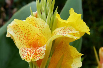 Cats, Dogs & Canna Lily: Sun, Shade & Deadhead Perennial Requirements