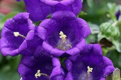 Canterbury-Bell Safe for Dogs & Cats, Edible, Re-seeds & Butterfly Attracting