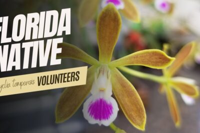 Florida Butterfly Orchid Safe for Dogs & Cats: ASPCA Non Toxic Plant Care & Grow Tips