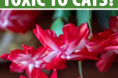 Christmas Cactus Care: Pet Safety, Bloom, Revival Tips & Thanksgiving Cactus Comparison