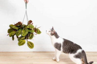 Calathea Plant Care & Pet Safety: Indoor/Outdoor Placement, Benefits & ASPCA Non-Toxic Varieties