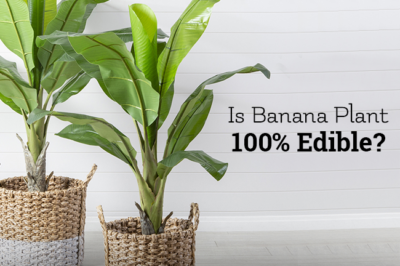 ASPCA Nontoxic Edible Banana for Pets: Grow Tips, Health Benefits for Dogs, Cats, Rabbits & Birds