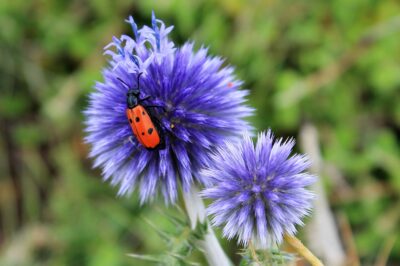 Globe Thistle ASPCA Pet-Safe Plant & Pollinator Magnet: Care, Invasive Removal & Sea Holly Comparison