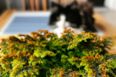 ASPCA Nontoxic Club Moss Care & Uses Around Pets: Invasive vs Native, Moss & Ferns Comparison & Terrarium Guide