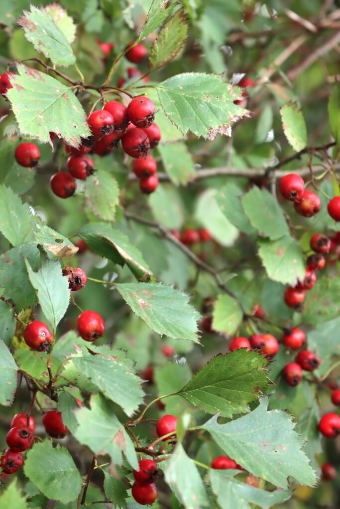 Thorn Apple (Crataegus douglasii) aka Weisdornbluten, Blackthorn, Black Hawthorn, Thorn Plum, Pirliteiro, Red Hawthorn, May Bush, Oxyacantha, Haw Apple, Black Haw, Aubepine