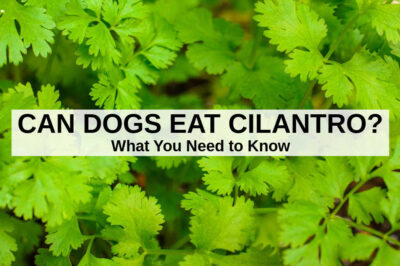 ASPCA Nontoxic Cilantro: Benefits & Popularity for Dogs, Cats, Rabbits & Birds + Companion Plants