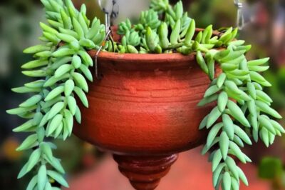 Burro’s Tail Plant & Pets Easy Care Tips: Indoor vs Outdoor, Sun & Water Needs