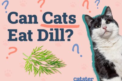 ASPCA Nontoxic Dill & Pets: Care & Allergy Tips for Dogs, Cats, Rabbits & Budgies