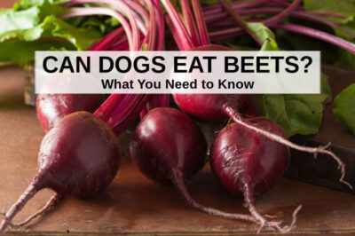Beets & Pet Safety: Raw vs Cooked Benefits & Other ASPCA Nontoxic Companion Plants
