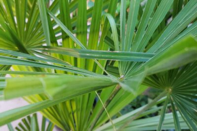 Fan Tufted Palm Cat & Dog Safety: Indoor & Outdoor Placement, Care & Revival Tips