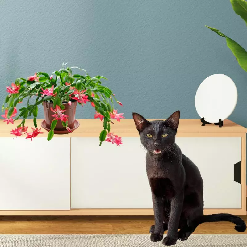 ASPCA Nontoxic Plant: Schlumbergera russelliana is safe for cats and dogs to be around indoors houseplant