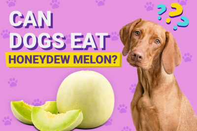 Can Cats & Dogs Eat Honeydew: Health Comparison & Grow Tips vs Watermelon, Cantaloupe & Canary Melons