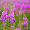 field full of bright pink fireweed hairy willow