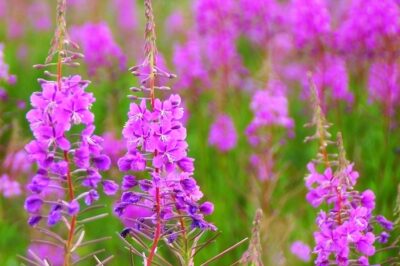 Identify Hairy Willow Herb (Fireweed) in UK & Scottish Gardens: Native vs Invasive, Pet Safety & Culinary Uses