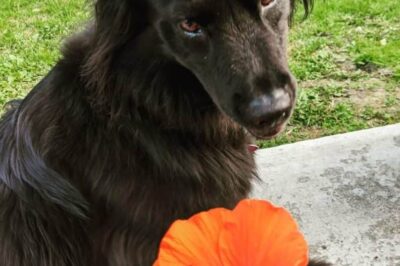 ASPCA Safe Hibiscus Varieties for Cats & Dogs: Creative Uses, Health Benefits & Care Tips
